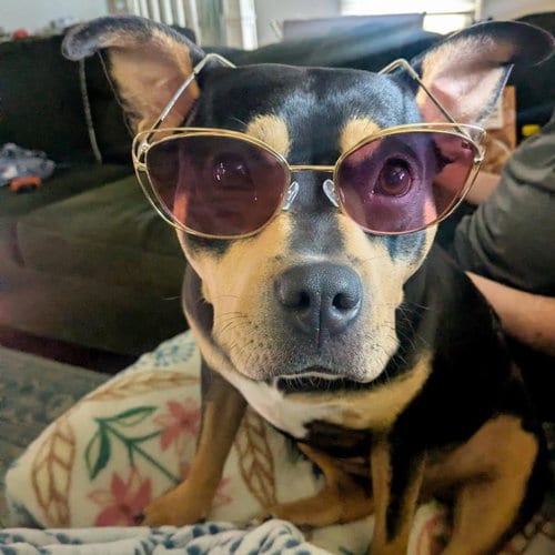 Photo of Debbie, adoptable Australian Kelpie in Tulsa, Oklahoma