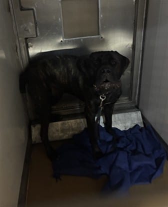 Photo of Cato Kaba, adoptable Cane Corso in San José, California