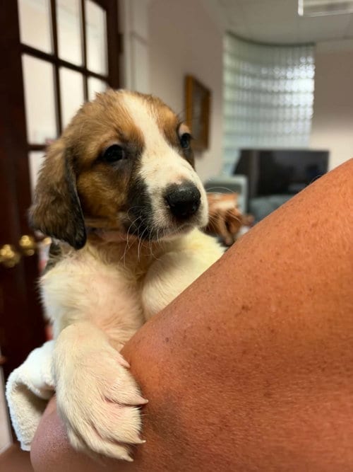 Photo of Ripley - Halloween Litter, adoptable Anatolian Shepherd in Holly Springs, North Carolina