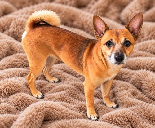 Photo of Arlo, adoptable Chihuahua in Sanford, Florida