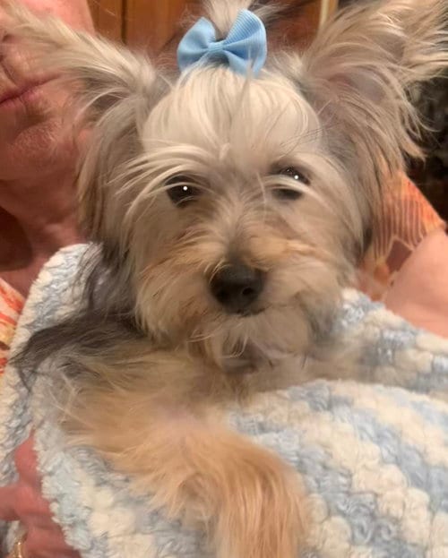 Photo of Teddy, adoptable Yorkshire Terrier Yorkie in Santa Clarita, California