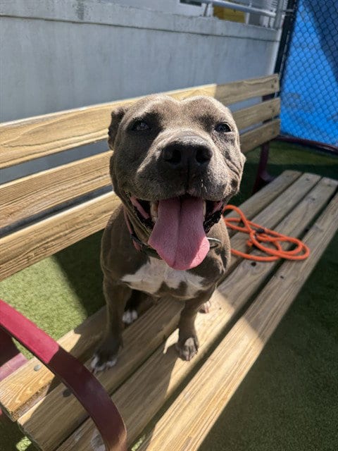 Photo of Rosie, adoptable American Bulldog in Miami, Florida