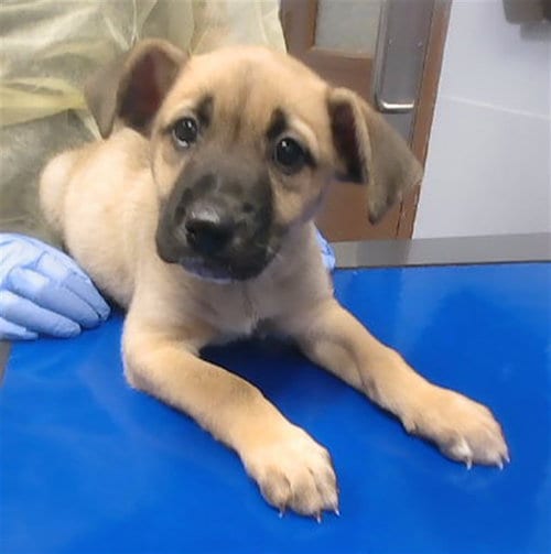 Photo of Joey, adoptable Black Mouth Cur in Phoenix, Arizona