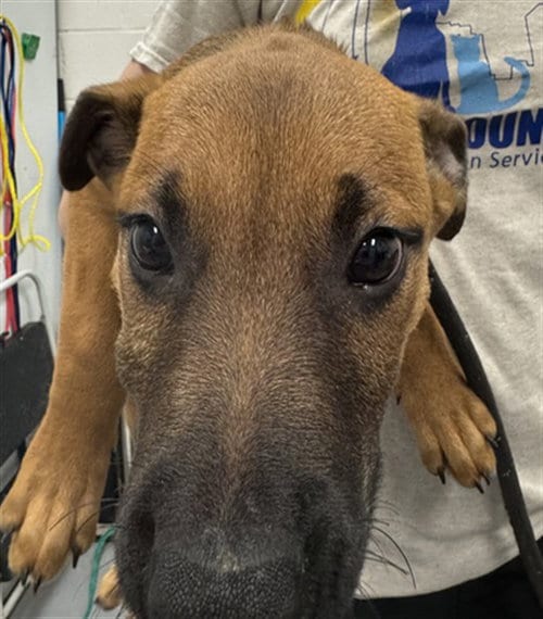 Photo of Red Rover, adoptable Black Mouth Cur in Peoria, Illinois