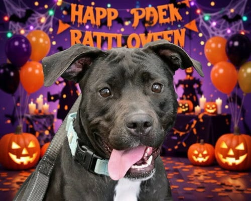 Photo of Prada, adoptable American Pit Bull Terrier in Ocala, Florida