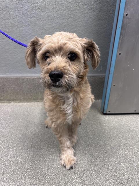Photo of Manny, adoptable Maltese in Las Vegas, Nevada