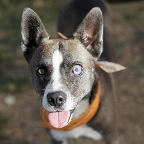 Photo of Billie, adoptable Akita in San Antonio, Texas