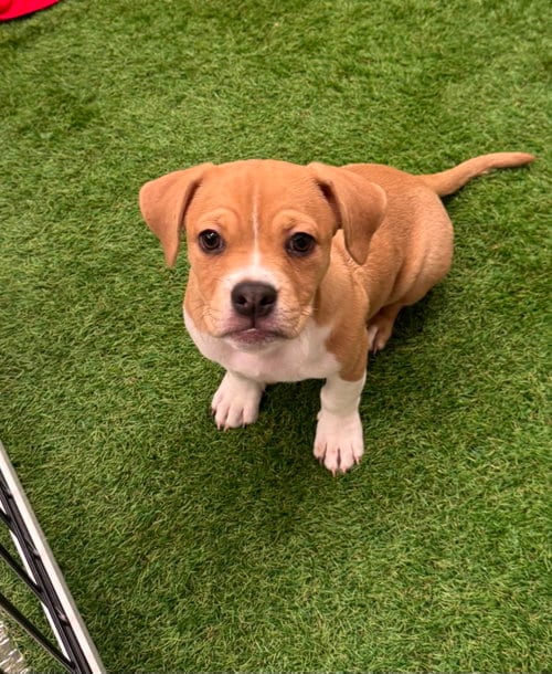 Photo of Chia, adoptable American Bulldog in Sanford, Florida