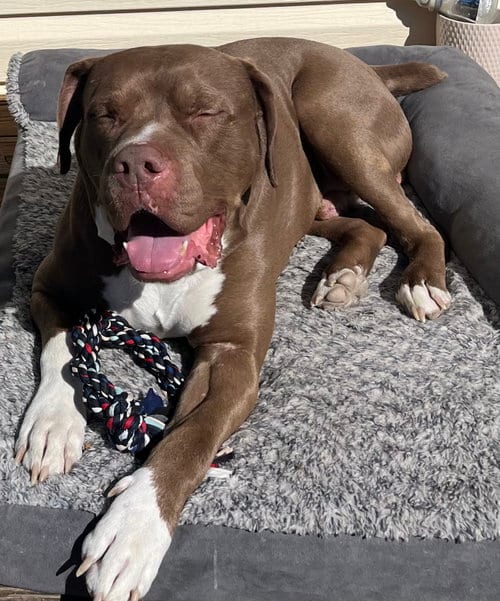 Photo of Goodfellow, adoptable American Staffordshire Terrier in St. Peters, Missouri