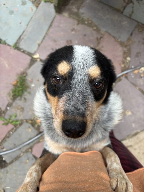 Photo of Ferris, adoptable Australian Cattle Dog/Blue Heeler in Garden City, New York