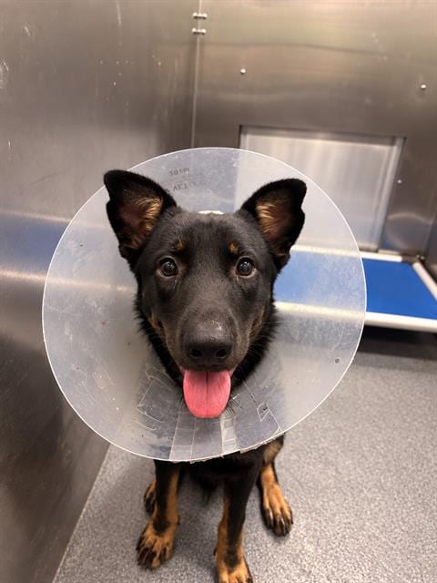 Photo of Queso, adoptable Mixed Breed