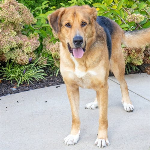 Photo of Raphael, adoptable German Shepherd Dog in Maryland, Missouri