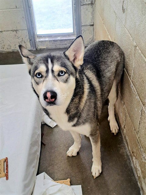 Photo of Yuki, adoptable Siberian Husky in Easton, Maryland