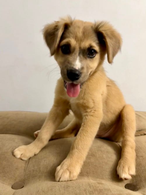 Photo of Scarlett, adoptable Shepherd in Forest, Virginia