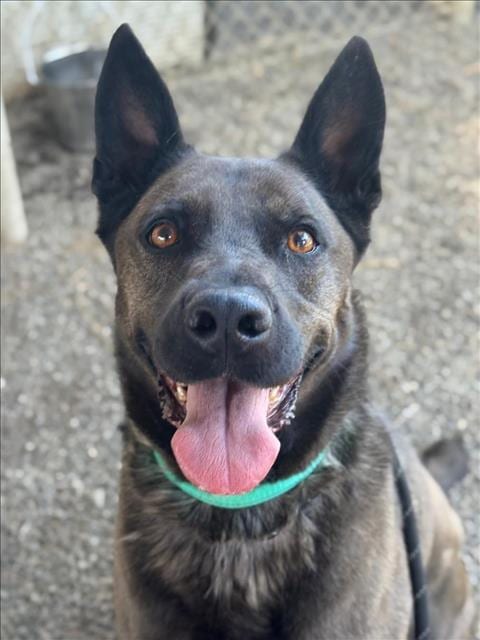 Photo of Nahla, adoptable German Shepherd Dog in Woodland, California