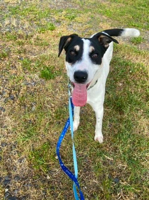 Photo of Dude, adoptable Australian Cattle Dog/Blue Heeler in Pottstown, Pennsylvania