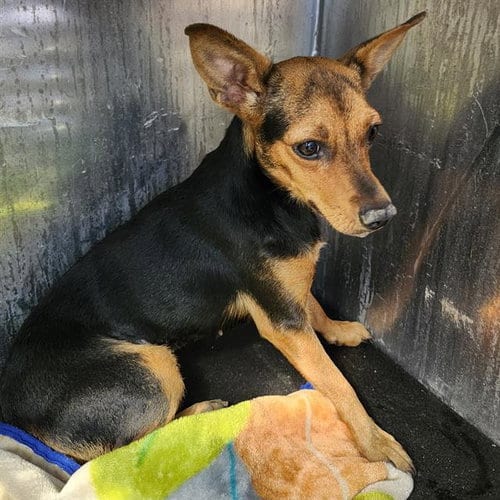 Photo of Athena, adoptable Miniature Pinscher in San Antonio, Texas