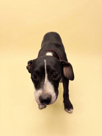 Photo of Sugar, adoptable Pit Bull Terrier in Los Angeles, California