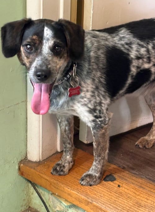 Photo of Grover, adoptable Beagle in Las Vegas, Nevada