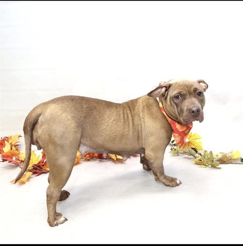 Photo of Coco, adoptable Terrier in Sanford, Florida