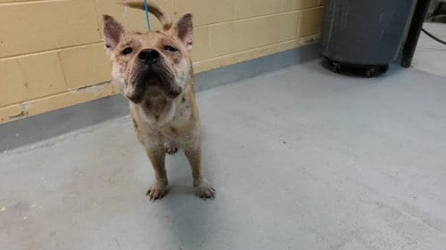 Photo of MO, adoptable Chow Chow in Tulsa, Oklahoma