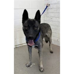 Photo of Austin, adoptable Belgian Malinois in San Bernardino, California