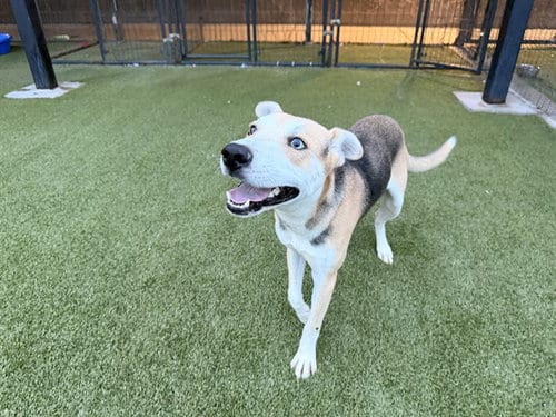 Photo of Shoelace, adoptable German Shepherd Dog in Garland, Texas