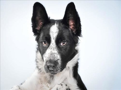 Photo of Nemo, adoptable Border Collie in Fort Collins, Colorado