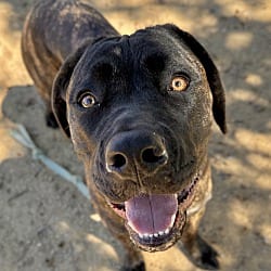 Photo of Samantha, adoptable Cane Corso Mastiff in Dublin, California