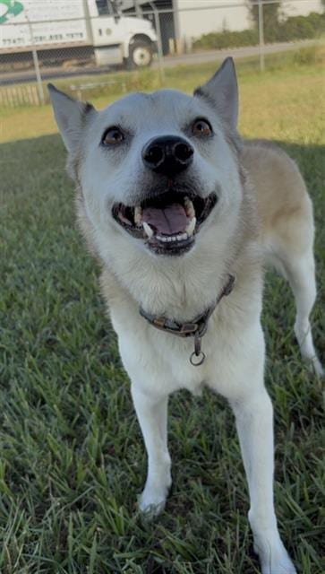 Photo of Bear, adoptable Husky in Rosenberg, Texas