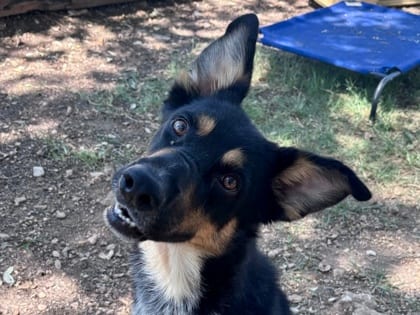 Photo of Kenny, adoptable dog in Georgetown, Texas