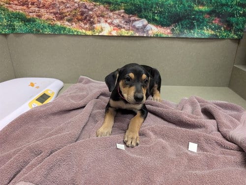 Photo of Belle, adoptable Labrador Retriever in Moreno Valley, California