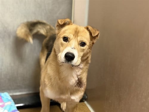 Photo of Neil, adoptable German Shepherd Dog in Martinez, California