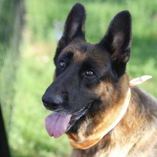 Photo of Dan, adoptable German Shepherd Dog in San Antonio, Texas
