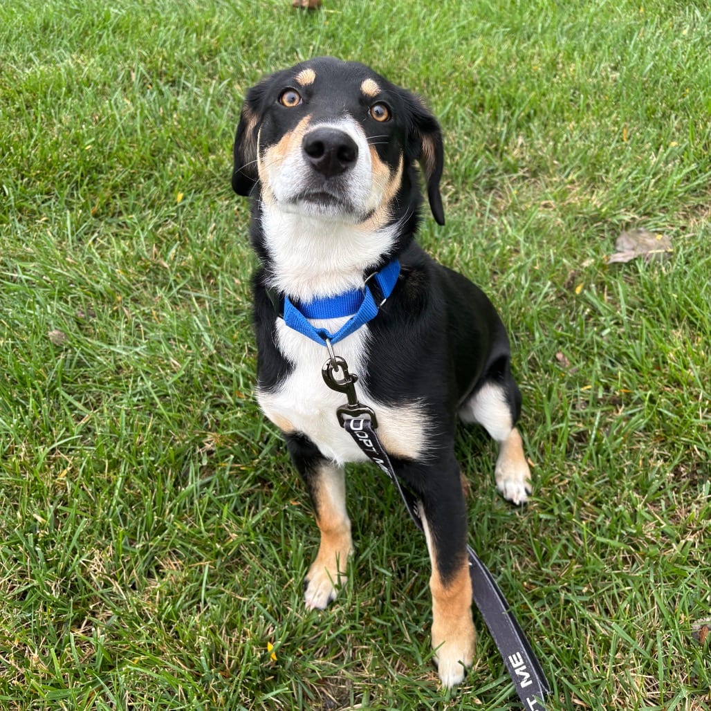 Photo of Cowboy, adoptable Mixed Breed (Medium) in Dayton, Ohio