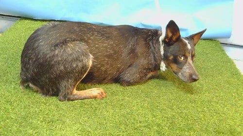 Photo of Rocco, adoptable Australian Cattle Dog/Blue Heeler in Gardena, California