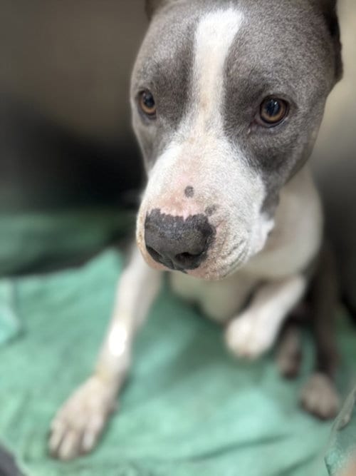 Photo of White Caps, adoptable Pit Bull Terrier in San Pedro, California