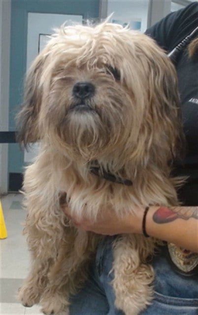 Photo of A481335, adoptable Maltese in Oklahoma City, Oklahoma