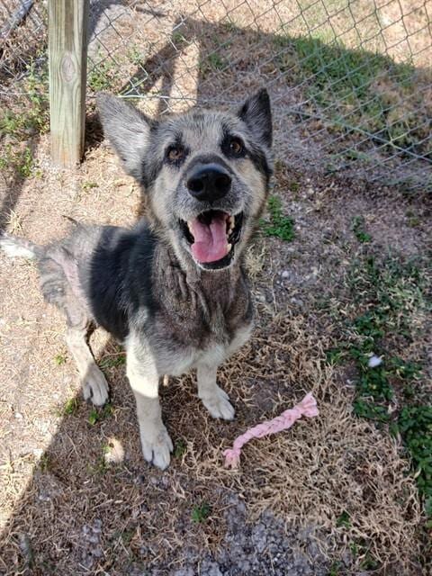 Photo of Harvey, adoptable German Shepherd Dog in Corpus Christi, Texas
