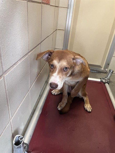 Photo of Carver, adoptable Labrador Retriever in Corpus Christi, Texas