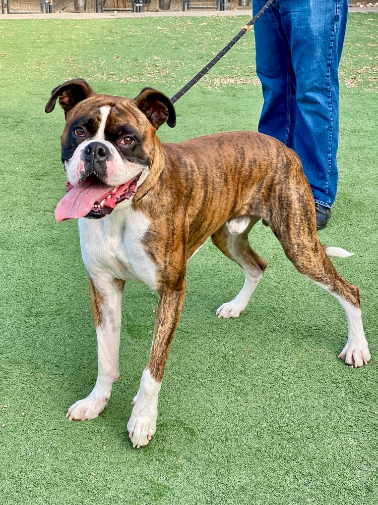 Photo of Brice II, adoptable Boxer in Austin, Texas