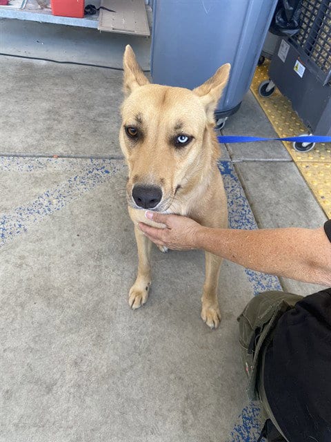 Photo of Bluey, adoptable Australian Kelpie in Bakersfield, California