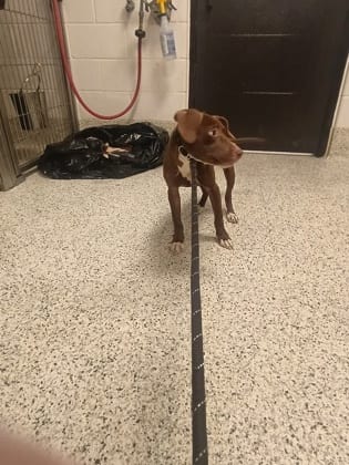 Photo of Tisa, adoptable dog in Atlanta, Georgia