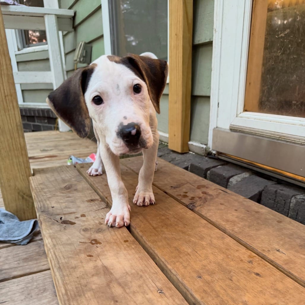 Photo of Slushie, adoptable Hound / Mix in North Charleston, South Carolina