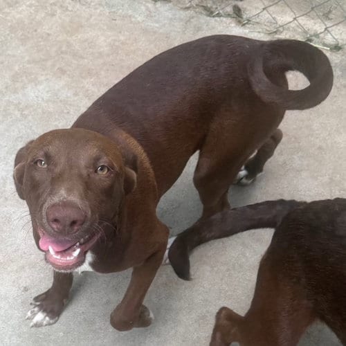 Photo of Jasper, adoptable Labrador Retriever in Carrollton, Georgia