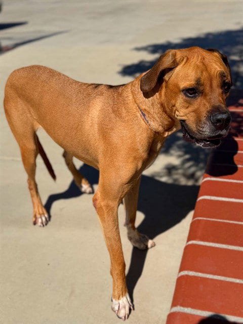 Photo of Zoey, adoptable Mastiff in Agoura, California