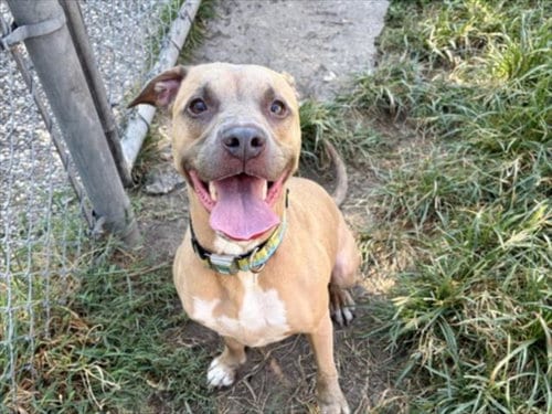 Photo of Bando, adoptable Staffordshire Bull Terrier in Houston, Texas