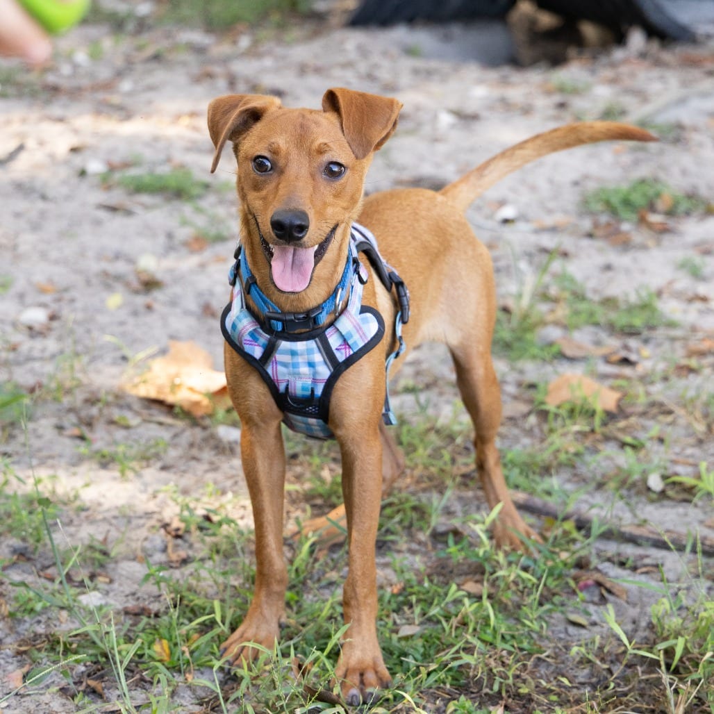 Photo of Coop, adoptable Mixed Breed (Medium) in Gainesville, Florida