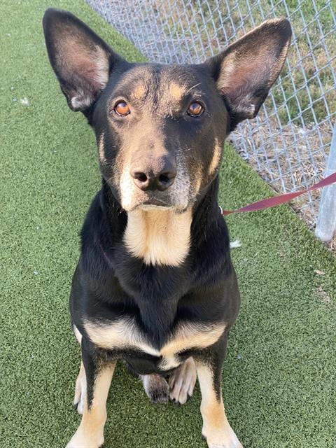Photo of Draco, adoptable German Shepherd Dog in Fayetteville, North Carolina