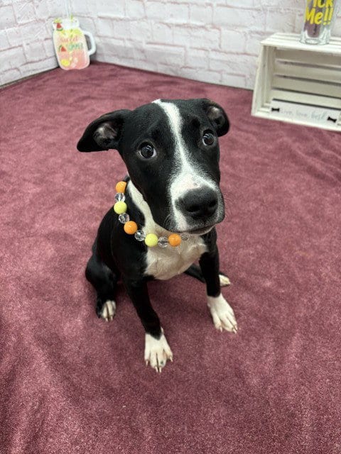 Photo of Oksana, adoptable Pit Bull Terrier in Detroit, Michigan